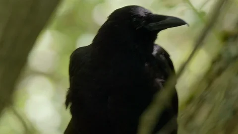 Crow Common Corvus in Dark Forest, Close Up Isolated View of Wild Black Bird Stock Footage 106212168