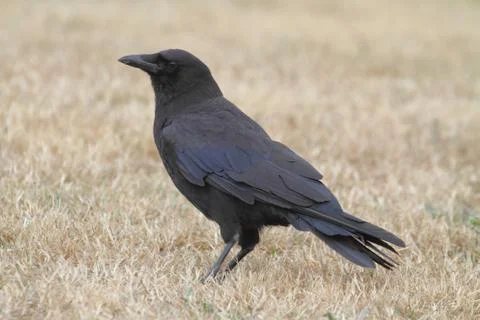Crow (corvus corone) Stock Photos
