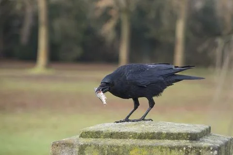 A crow (Corvus corone) with a prey fish in its beak on a stone bridge pillar in Stock Photos