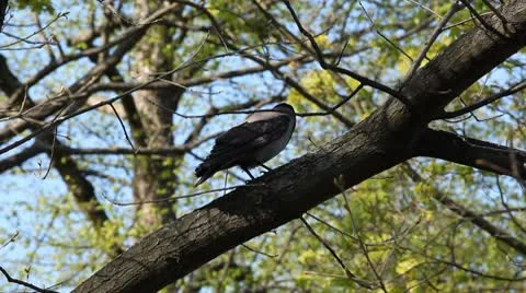 Crow Corvus Corvidae Green Tree Summer Raven Looking Searching Resting Sitting Stock Footage 8955853