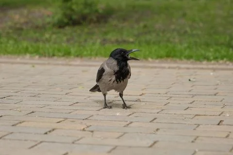 Crow costs on a stone blocks. Stock Photos