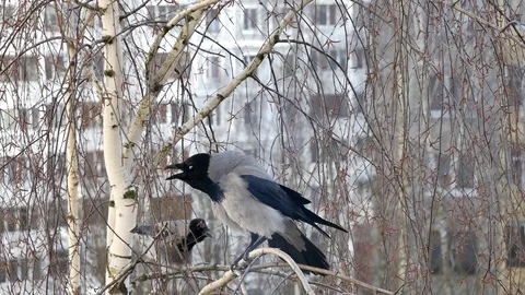 The crow croaks. 스톡 동영상 116881329