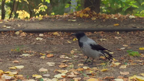 Crow croaks Video stock 252200172