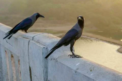 The Crow Crow Foto stock