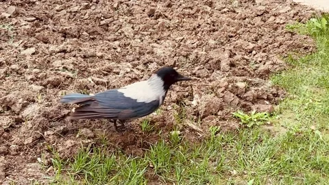 The crow with damaged right wing does not fly, but walks on the ground. Stock Footage 238555981