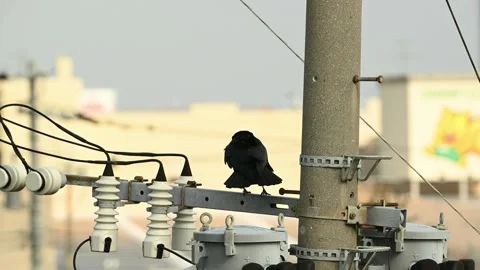 A crow dancing while perched on a powerline Stock Footage 260550994