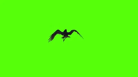 Crow Death with fall Green Screen Animation 4K Rendering Stock Footage 295556515