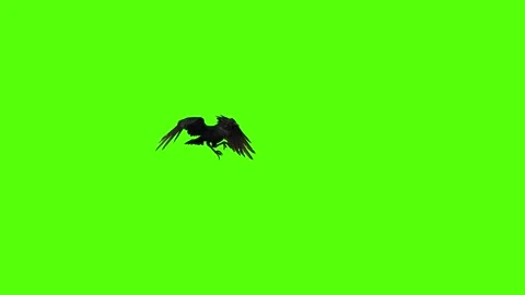 Crow Death with fall Green Screen Animation 4K Rendering Stock-Footage 295556523