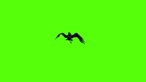 Crow Death with fall Green Screen Animation 4K Rendering Stock-Footage 295556529