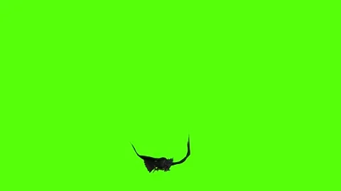 Crow Death Green Screen Animation 4K Rendering Video stock 295556522