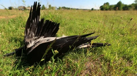 Crow on the deceased Stock-Footage 51554965