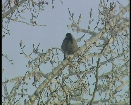 Crow defecating Stock-Footage 456471