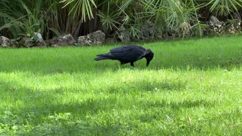 Crow Digging for Insects in Soil - Static Daytime View Stock-Footage 346420247