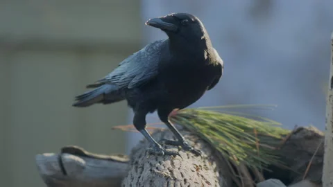 Crow digs for feed on a maple log, 4k Stock Footage 166004850