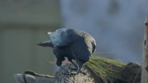 Crow digs for insects and suet in a maple log, 4k Stock Footage 166004924