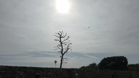 Crow dive bombing hawk, Malibu CA Video stock 269712712
