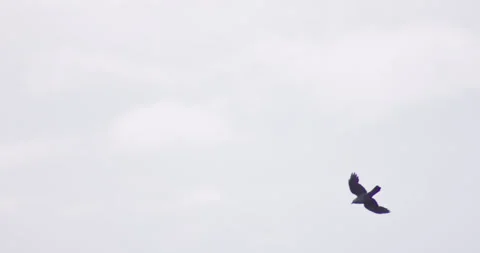 Crow diving and gliding in wind Stock-Footage 245504167