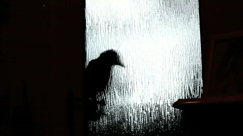 Crow at the door Stock Footage 139790