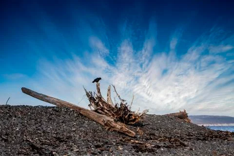 Crow on driftwood Stock Photos
