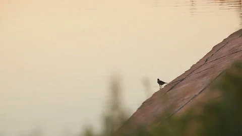Crow Drinking Lake Water at Sunset Stock Footage