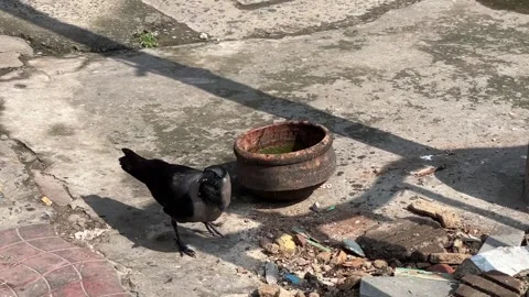 A crow is drinking water from an earthen pot in India Stock-Footage 311684114