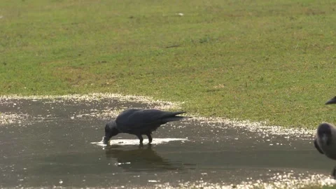 Crow Drinking Water from Puddle on Grass Field Stock Footage 323099094