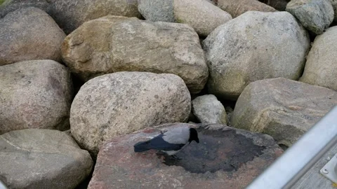 Crow drinking water on rocks by the seaside Stock Footage 279659994