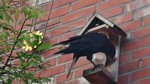A crow drives pigeons away from a feeder on the wall, close-up Vídeos de archivo 259662995