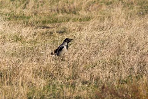 Crow on dry grass Stock Photos