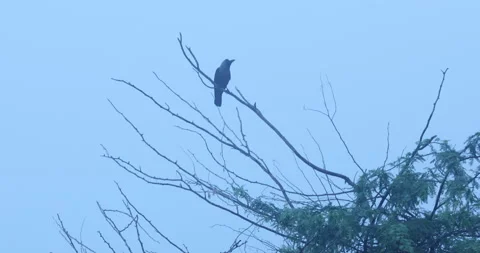 Crow on Dry Tree Stock Footage 279232750