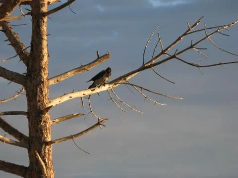 Crow on the dry tree Stock Photos