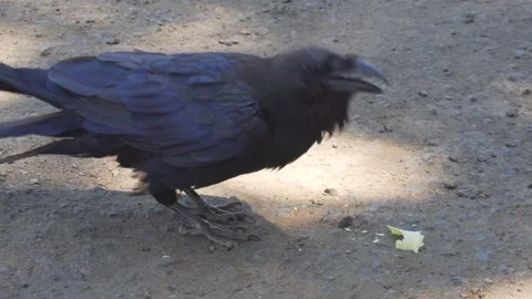 Crow eat in Caldera De Taburiente National Park La Palma Canary Islands Spain Video stock 130915063