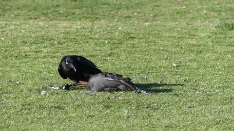 Crow eating another dead bird close up in an open grass field in Australia Stock-Footage 329363155