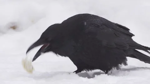 Crow eating bread on the ground Stock Footage 146643064