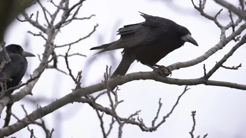 Crow eating nuts Stock Footage 231576863