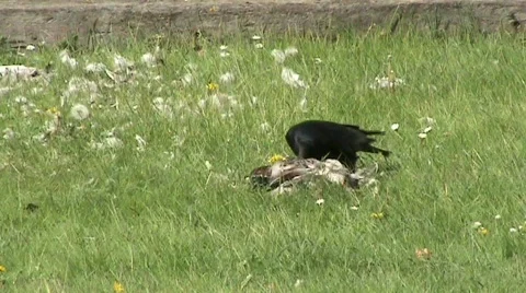 Crow eating pigeon Stock Footage