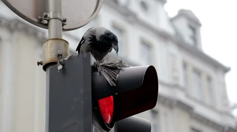 Crow eating pigeon Stock Footage 44773500