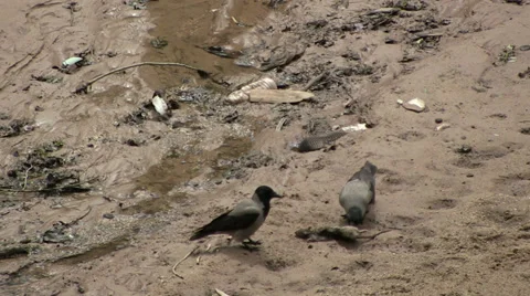 Crow eating rat Stock Footage 37664494