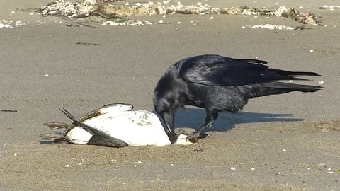 Crow eating seabird on the beach Stock Footage 84626340