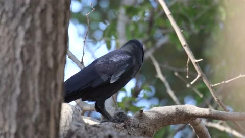 Crow eating small bird Stock Footage 235901267