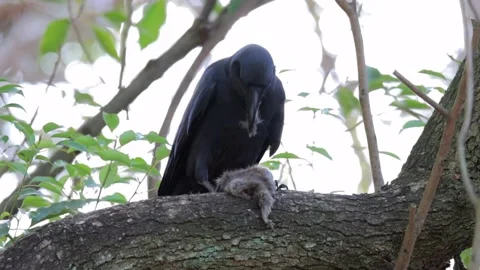 Crow eating small bird Stock Footage 235901277