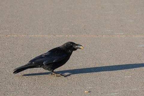 Crow eating some nuts Stock Photos