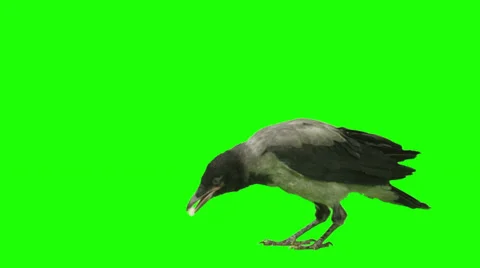 Crow is eating something and looking around on green screen.  Stock Footage 38467578