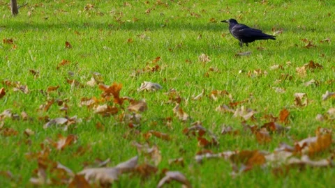 A crow eating something on the green grass with yellow leaves around Stock Footage 166331565