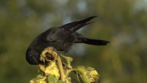 Crow Eating Sunflower Seeds Stock Footage 319409977