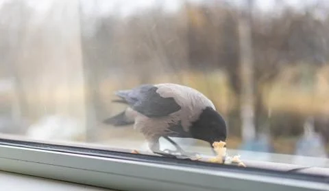 Crow eats bread filling his mouth Stock Photos