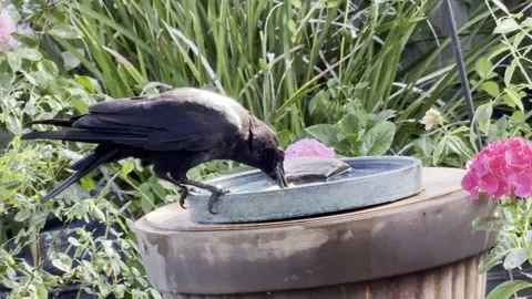 Crow eats bread it has soaked in a birdbath Stock Footage 315725513