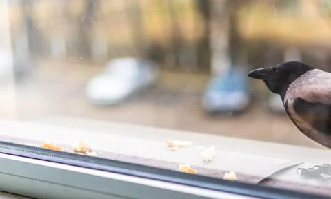 Crow eats bread near the window Stock Photos