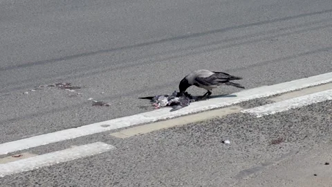 A crow eats a dead pigeon 스톡 동영상 246491981