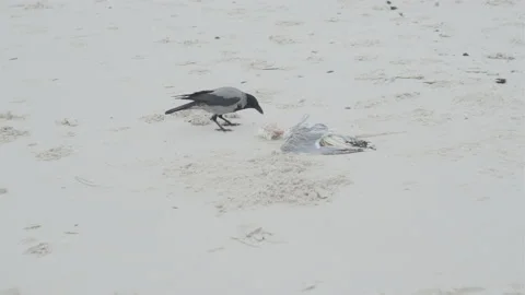 Crow eats dead seagull on the sandy beach Stock Footage 166904010